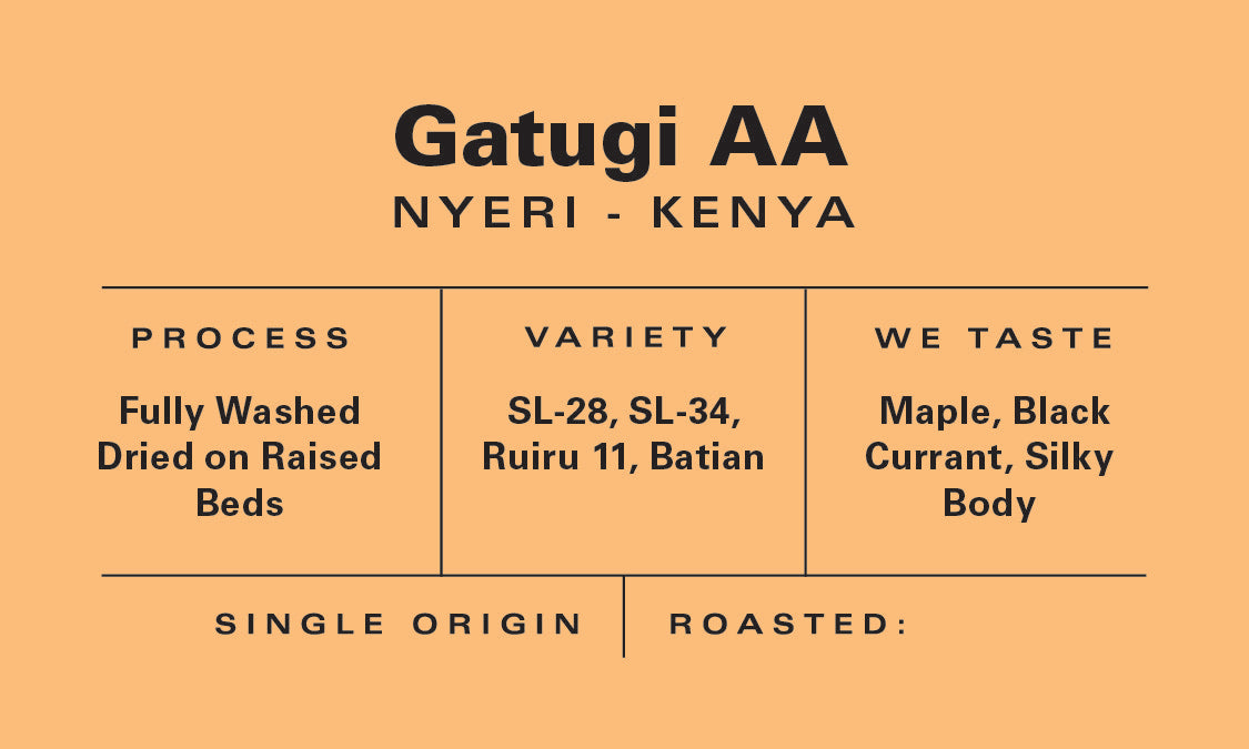 Kenya - Gatugi AA - Washed – Blossom Coffee Roasters